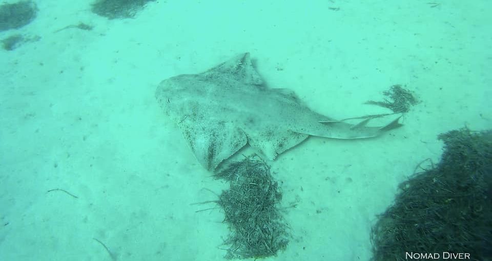 Plonger aux îles Canaries à Fuerteventura    “A la recherche de l’Atlantide épisode 1"